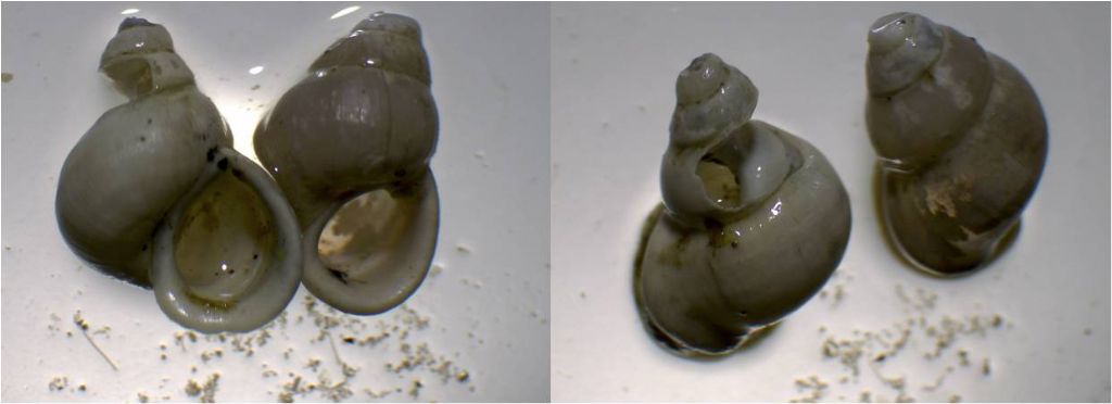 Aiuto per identificazione specie di gasteropodi.